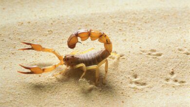 Fear Of Spiders May Have Its Evolutionary Roots In Aversion To Scorpions