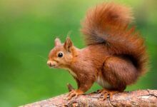 privilege in the animal kingdom - red squirrel on tree
