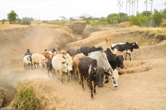 Foto de una manada de ganado caminando por tierra firme en Marsella