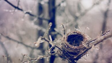 Tristeza y alegría: manejar la transición a un nido vacío