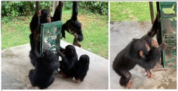 Evolucion y desarrollo de los grandes simios que caminan erguidos
