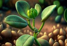 faba bean plant