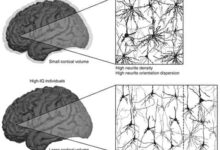 Cómo funciona el cerebro de las personas inteligentes: son diferentes