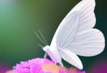 white butterfly meaning