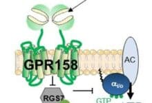 Esquema que muestra la acción de la glicina sobre GPR158 a través del complejo RGS7-Gβ5 para alterar la señalización celular.