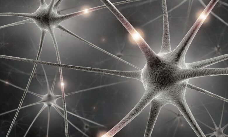 NIMH » Una conexión cerebral recién descubierta afecta el comportamiento gratificante en ratones