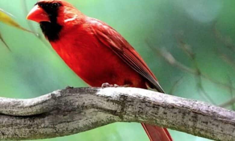 Cómo el canto de los pájaros puede mejorar la salud mental