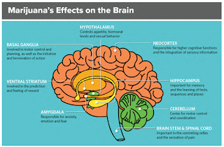 Como afecta la marihuana al cerebro