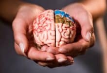 ¿Niebla mental o aviso real? Lo que tu cerebro intenta decir cuando bajes el ritmo 2 Lo que tu cerebro intenta decir cuando bajes el ritmo
