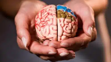 ¿Niebla mental o aviso real? Lo que tu cerebro intenta decir cuando bajes el ritmo 10 Lo que tu cerebro intenta decir cuando bajes el ritmo